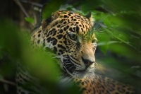Jaguar americky - Panthera onca - Jaguar 7465
